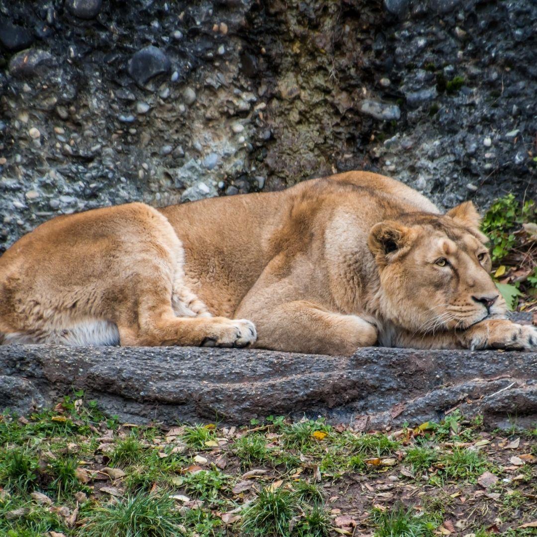 Symbolik von Tätowierungen – Tiermotive
