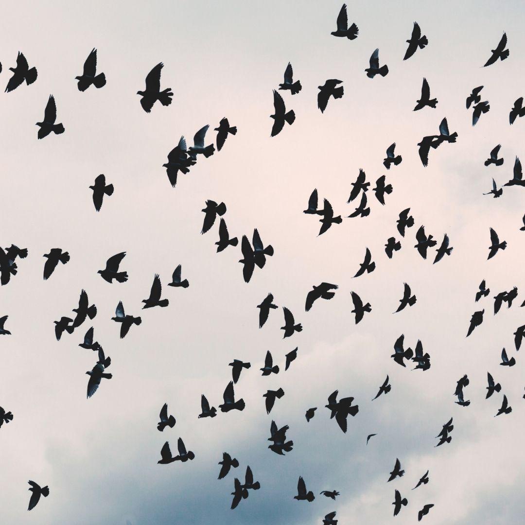 Symbolik von Tätowierungen – Tiermotive