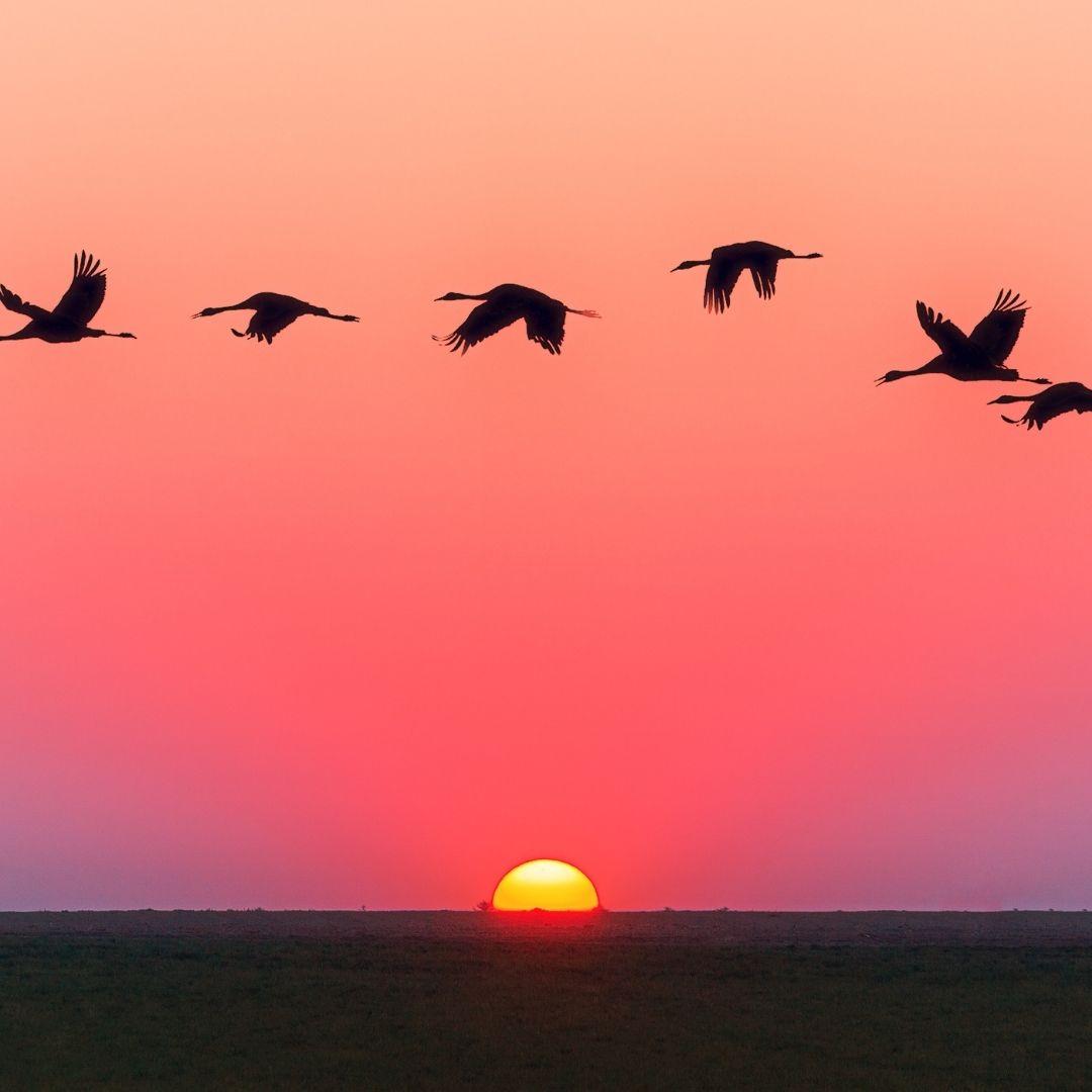 Symbolik von Tätowierungen – Tiermotive