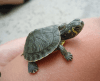 Turtles Minion